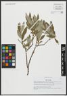 Foto von Salix alba L.